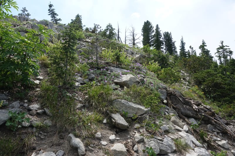 Penstemon montanus var. idahoensis, C. Davidson 13722--ID. Boise Co. Scott Mtn. L.O. rd. 15 July 2017. DSC03279 (244).JPG