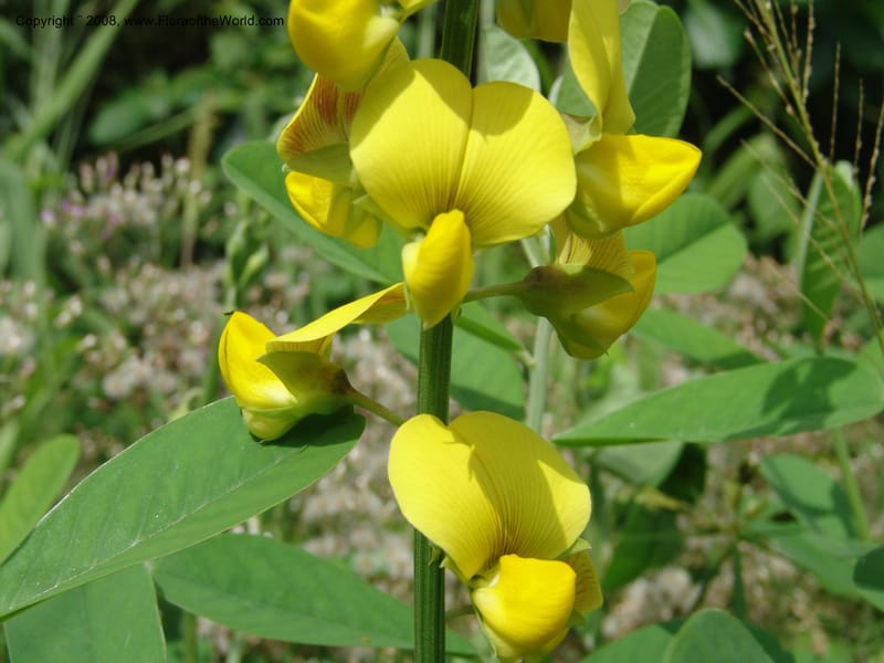 Crotalaria retusa--Cameroon. Limbe Botanic Garden. 12 Oct. 04. 152.jpg