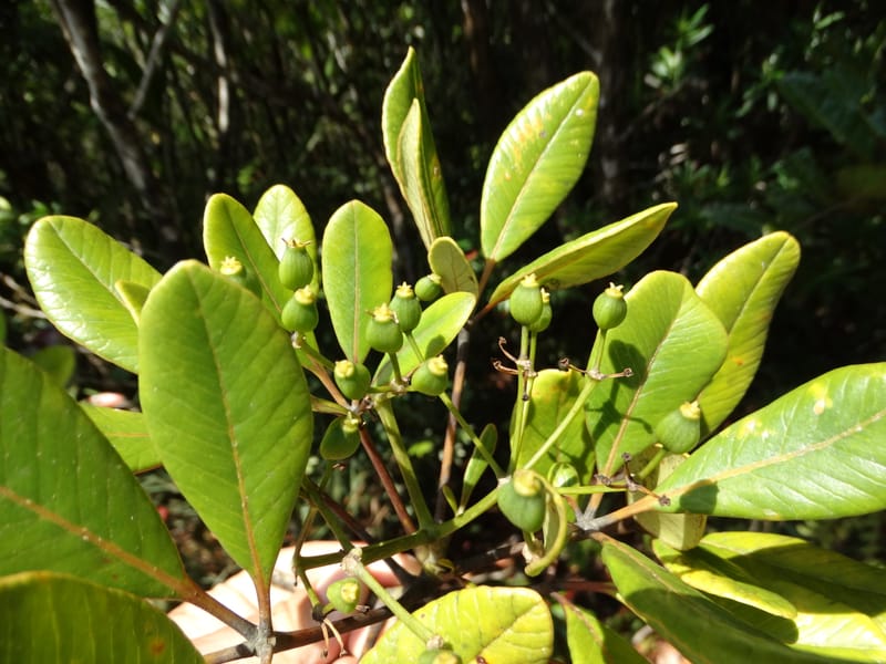 Plerandra elongata, Lowry, P 7374--New Caledonia. Mont Dzumac. 12 Nov 2015. DSC01563 (350).JPG