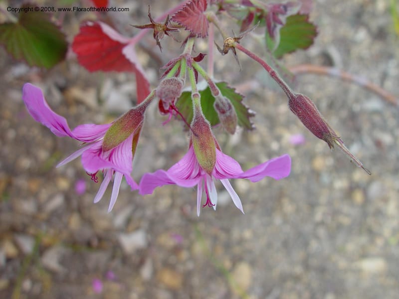 Pelargonium cordatum. 74.209--CA. UC Berkeley Bot. Gard. 11 Feb 03. 061.jpg