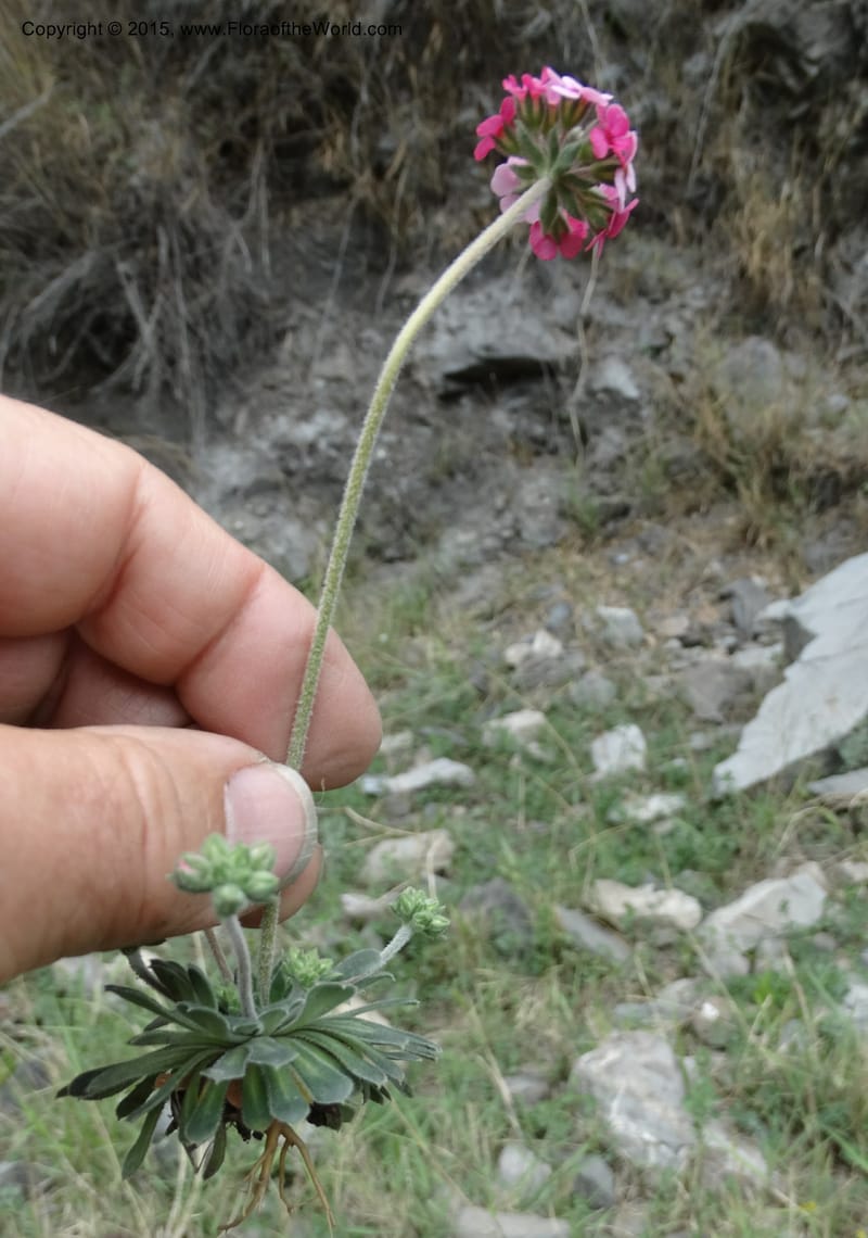 Androsace integra, Boufford, D 43599--China. Sichuan. Yonghe Village. 6 May 2014. DSC04110 (28).JPG