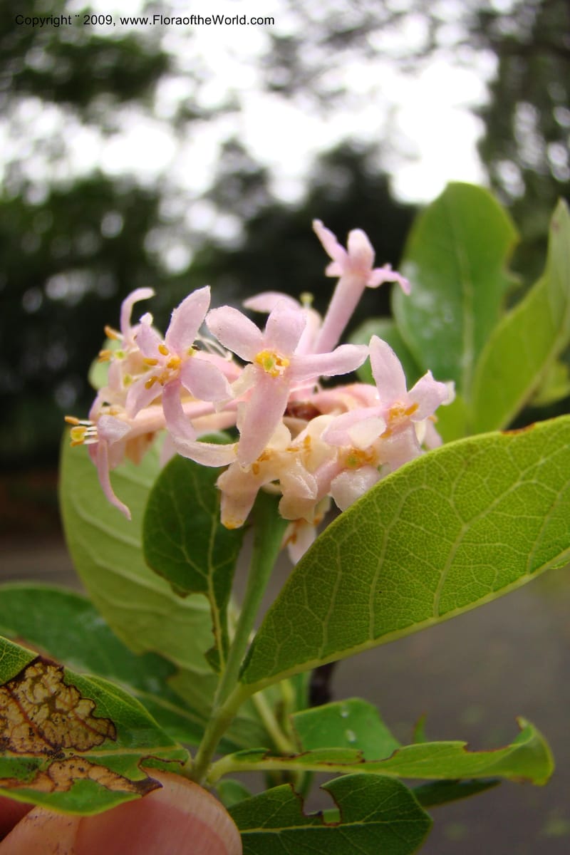 Dais cotinifolia, Z. Rogers 1358--South Africa. KwaZulu-Natal.  29 Jan 09. 004.jpg