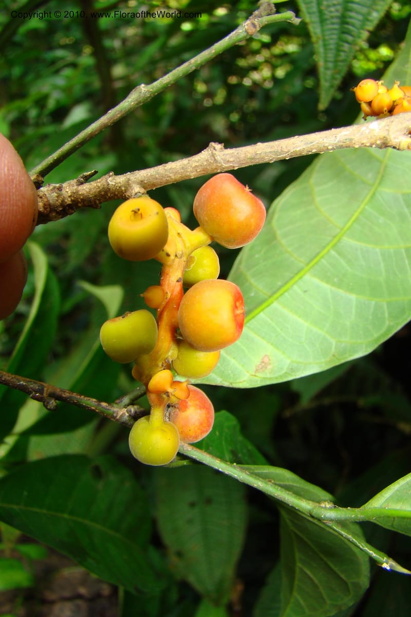 Sorocea, Vasquez 34748--Peru. Loreto. Dist. Nauta. Miraflores, Rio Tigre. 9 Nov 08. 278.jpg