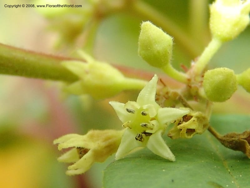 Rhamnus tomentella ssp tomentella, 83.1301--CA. UC Berkeley Bot. Garden. 31 May 07. 769.jpg