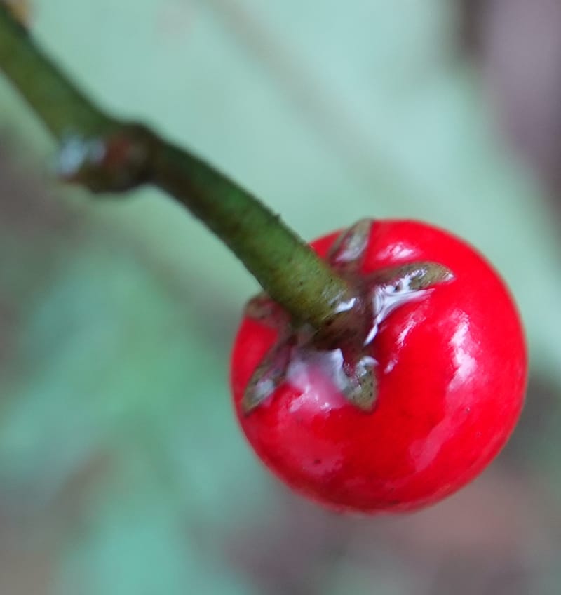 Ardisia virens, D. Boufford 44152--China. Yunnan. Bam Po village. 5 May 2018. DSC02406 (213).JPG