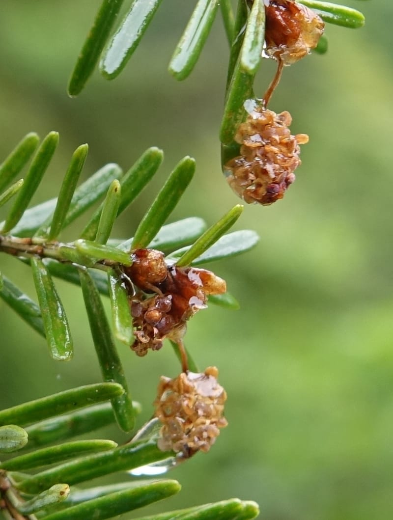 Tsuga chinensis, Tseng Yu-Hsin 1332--Taiwan. Taroko Nat. Park. Mt. Bilu Trail. 21 May 2016.  (207).JPG