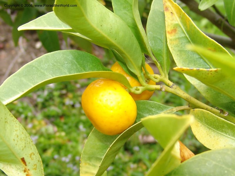 Citrus tachibana, 91.1122--CA. UC Berkeley Bot. Garden. 31 May 07. 443.jpg