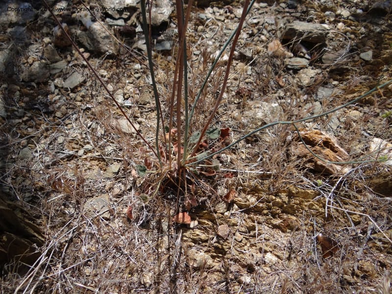 Eriogonum inflatum, Davidson, C 11926--AZ. Yavapai Co. Crown King Rd. 7 May 2012. DSC0894 1 (102).JPG