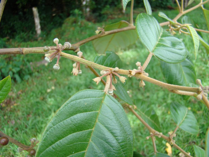 Rhamnus sharpii, B. Hammel 24579--Costa Rica. Hered. Volcan Barva. 9 Apr 08. 229 (1).jpg