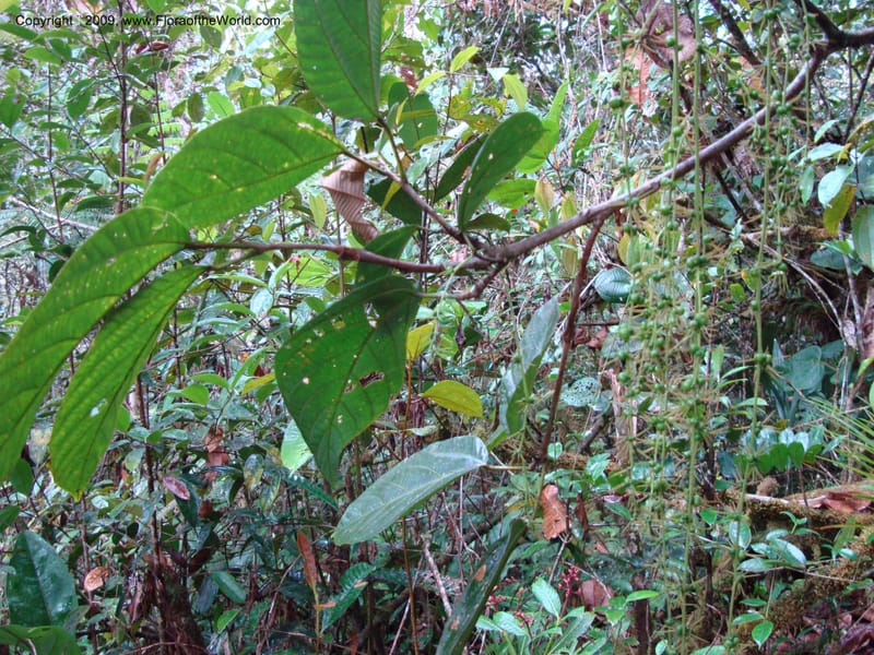 Alchornea, D. Neill 15916--Ecuador.Prov.ZamoraC.WawaimePlotEcuacorriente 22 Sep 2007 338 (1).jpg
