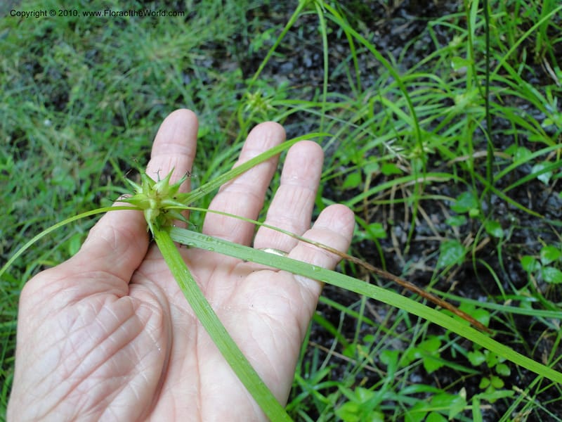 Carex intumescens, Mori, S 27441, North Carolina, Wake Co., Boyce Bridge Rd, 25 May 2010 (27).JPG