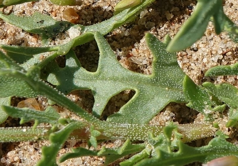 Oxygonum alatum, L. Nanyeni 1143--Namibia. B1 to Rehoboth, Frankie Fredricks St. 15 Mar 2018. DSC00565 (115).JPG