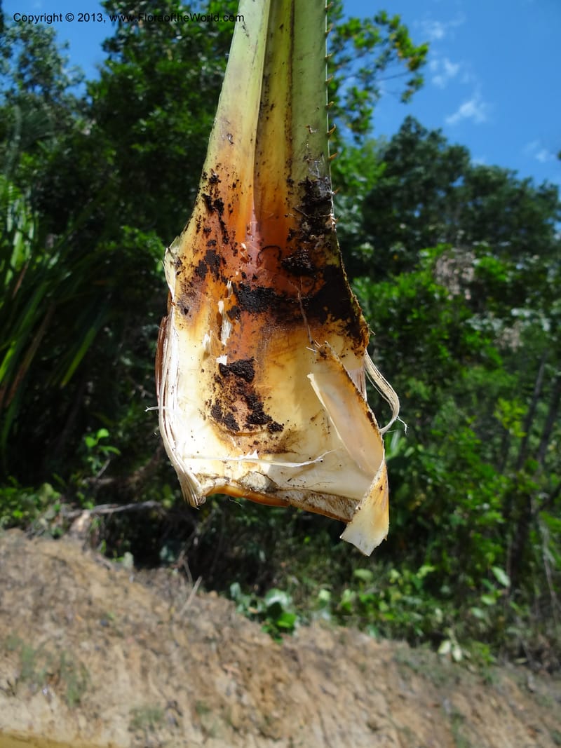 Pandanus kamiae, Callmander, M 1021--Sabah. Klias Forest Reserve. 3 Apr 2012. DSC06489 (84).JPG