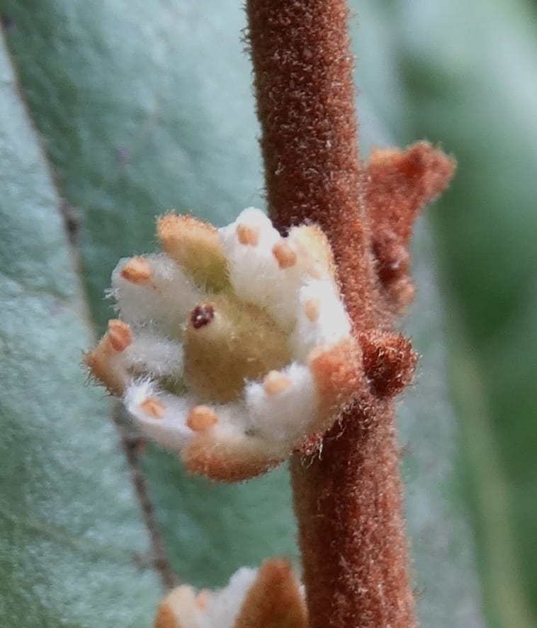 Storthocalyx sordidus, Callmander, M 1230--New Caledonia. Haute Robinson. 11 Nov. 2015. DSC00909 (88).JPG