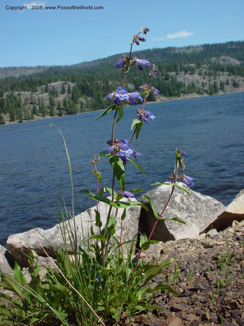 Penstemon albertinus, CDavidson10988--ID. Valley Co. Payette Lake. 12 Jun 03. 050.jpg