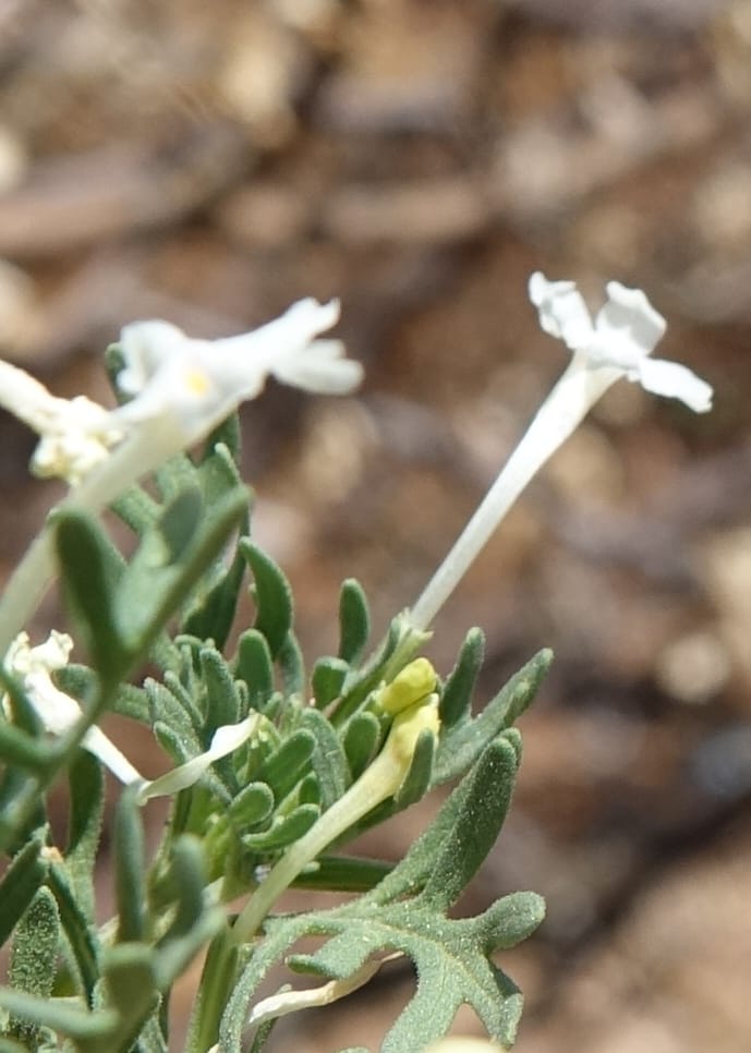 Chascanum pinnatifidum, L. Nanyeni 1170--Namibia. Hwy B1, rest stop at odom 161. 16 Mar 2018. DSC01241 (29).JPG