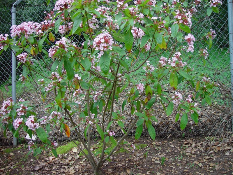 Luculia gratissima. 54.1342--CA. UC Berkeley Bot. Gard. 11 Feb 03. 034.jpg