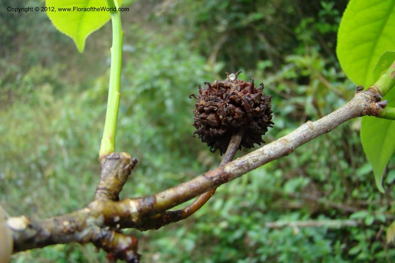 Altingia siamensis, Regalado 1662--Viet Nam. Hoang Lien Son. 7 Apr 09. 129 (2).jpg