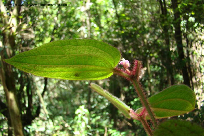 Allomorphia inaequifolia, Regalado 1746--Viet Nam. Thua Thien Hue Prov. Phu Loc Distr. Bach Ma. 13 Apr 09. 308.jpg