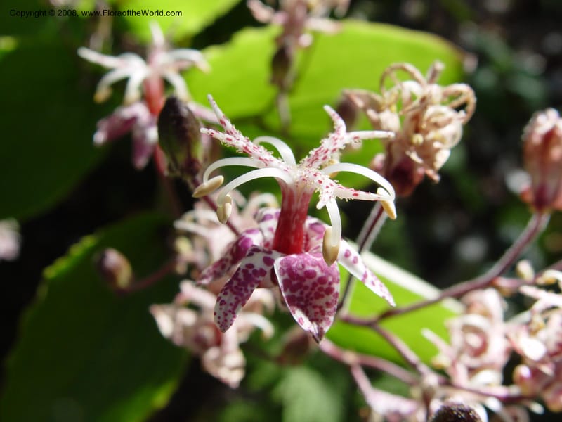 Tricyrtis macropoda, 82.1612--CA. UC Berkeley Bot. Gdn. 19 Sep 03. 003.jpg