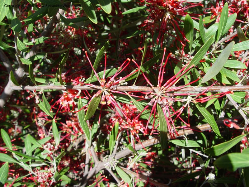 Grevillea olivacea--Spain. Barcelona Botanic Garden. 19 Apr 04. 116.jpg