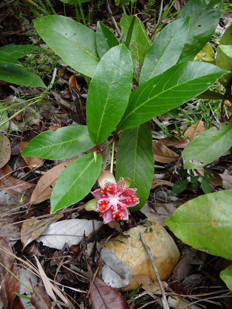 Dillenia, SAN.153248--Malaysia, Sabah. Tawai For. Res. 9 Apr 2012. DSC07890 (212).JPG