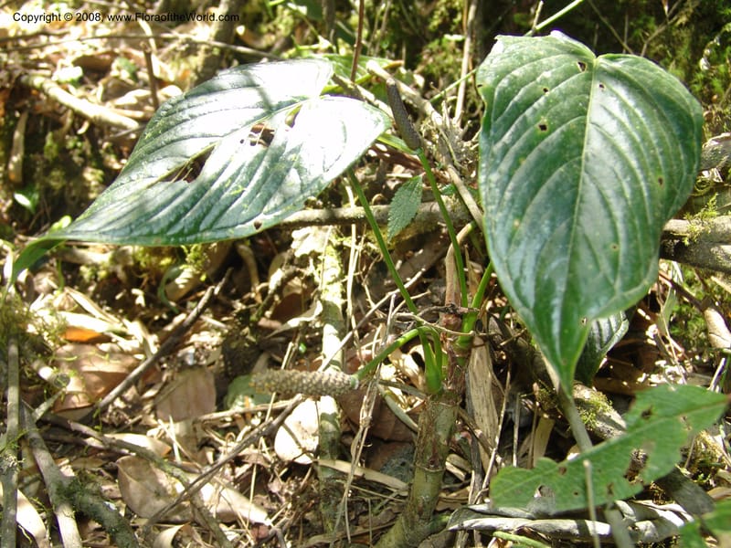 Anthurium, Croat93231--Ecuador. Prov. Pichincha. Old hwy Quito to Sto. Domingo. 12 Aug 04. 044.jpg