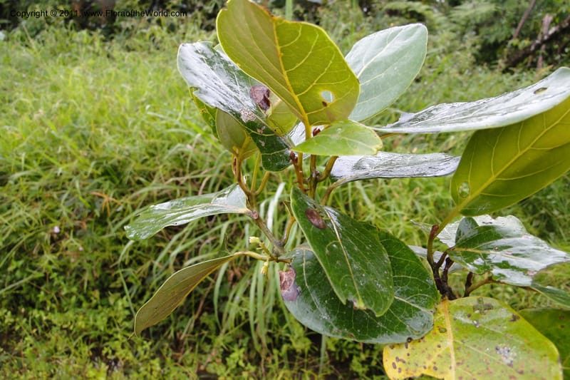 Endiandra, J. Munzinger 6507--Fiji. Area of Monasavu Dam I. 9 Feb 2011. 402 (18).jpg