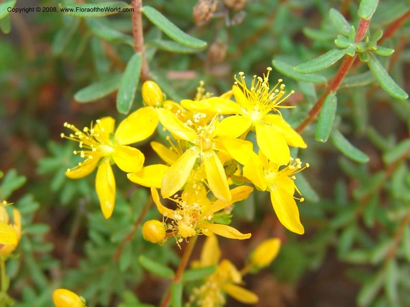 Hypericum empetrifolium ssp empetrifolium--Crete. Ep. Apokoronos. Roadside, ca. Douliana. 23 May 05. 030.jpg