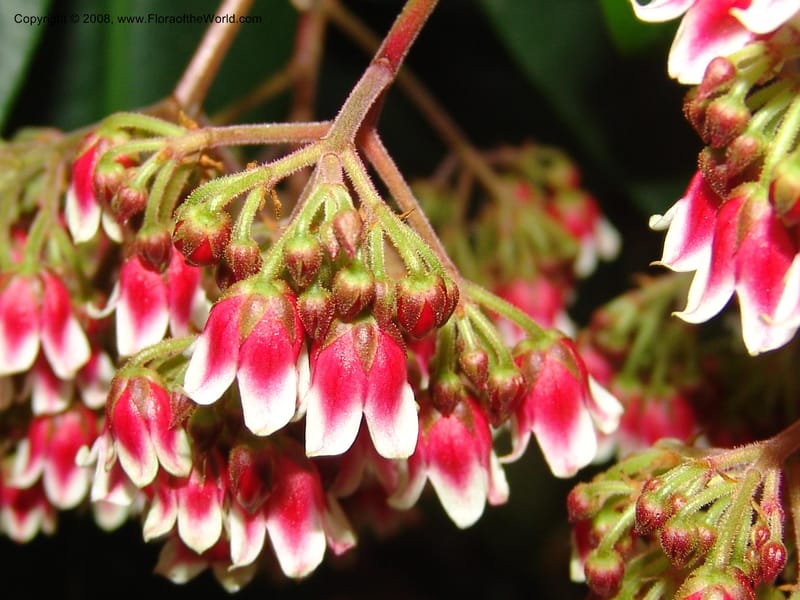 Parathesis--CA. San Francisco Botanical Garden (Strybing Arb.). 30 Mch 06. 178.jpg
