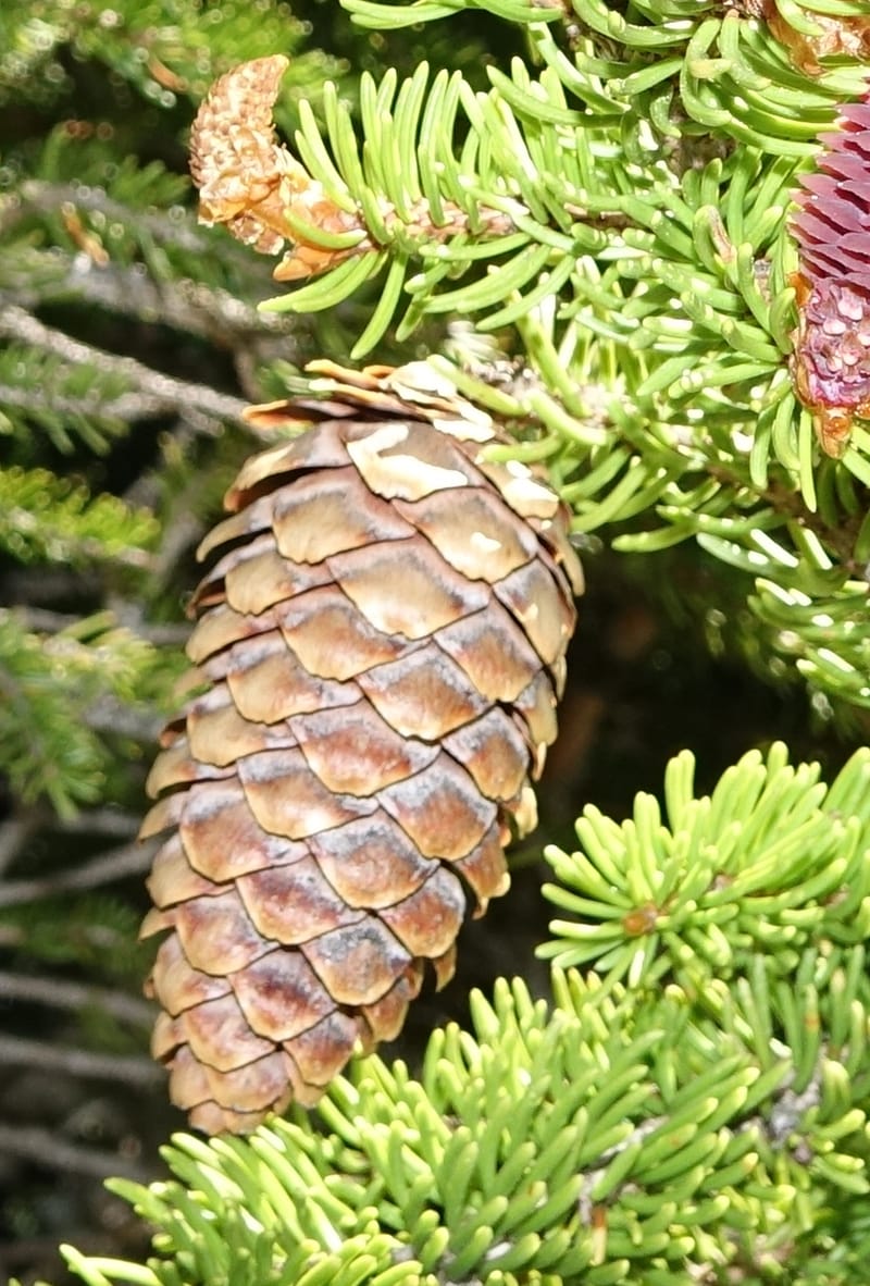 Picea abies, Davidson, C 13309--Switzerland. Les Violettes. 4 Jul 2016. DSC09126 (75).JPG