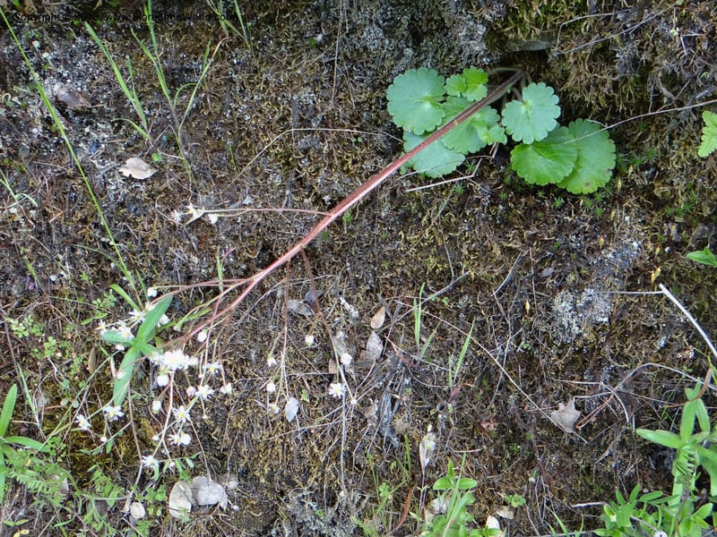 Saxifraga mertensiana, Davidson, C 12120--USA, CA, Trinity Co.  15 Apr 2013  9959 (7).JPG