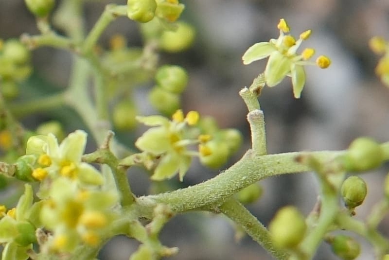 Schinus areira, Fortunato 13200--Argentina. Hwy 150 S of San Augustin. 9 Feb 2018. DSC09845 (80).JPG