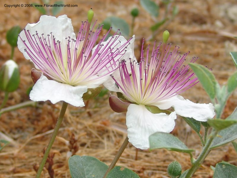Capparis sicula ssp sicula--Crete. Btwn Almerida and Kalives. 26 May 05. 017.jpg