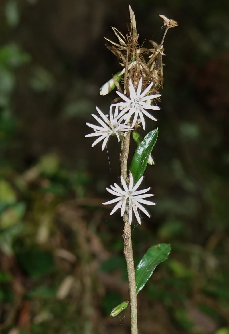 Ainsliaea latifolia, Tseng Yu-Hsin 1331--Taiwan. Taroko Nat. Park. Mt. Bilu Trail. 21 May 2016.  (129).JPG