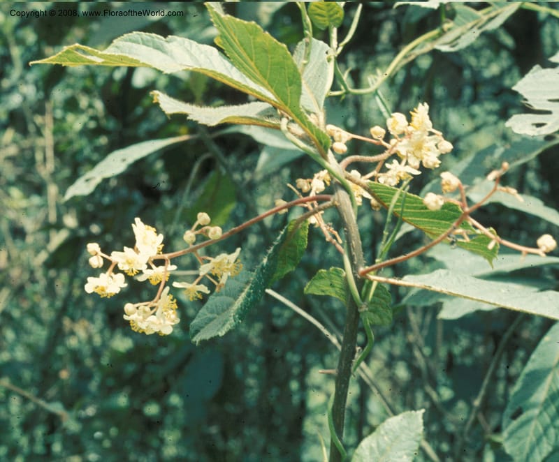 Saurauia, Davidson5030--Bolivia. Nor Yungas. 12 km W of Unduavi. 15 Nov 76. 003a.jpg