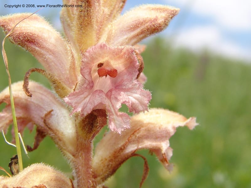 Orobanche--Georgia. Gori Upland, Gareji Steppe. Near salty lake. 9  Jun 05. 332.jpg