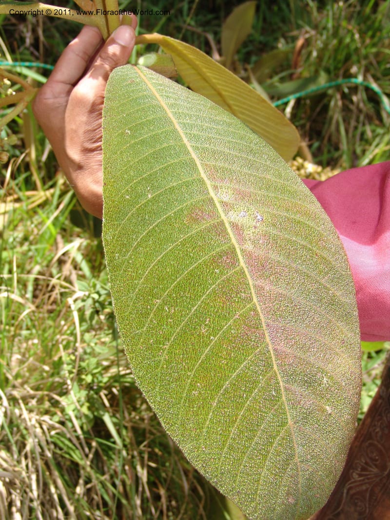 Saurauia, Vasquez31456--Peru. Prov. Oxa. Parq. Nac. Yanachaga Chemillen. 12 Oct 06. 093.jpg