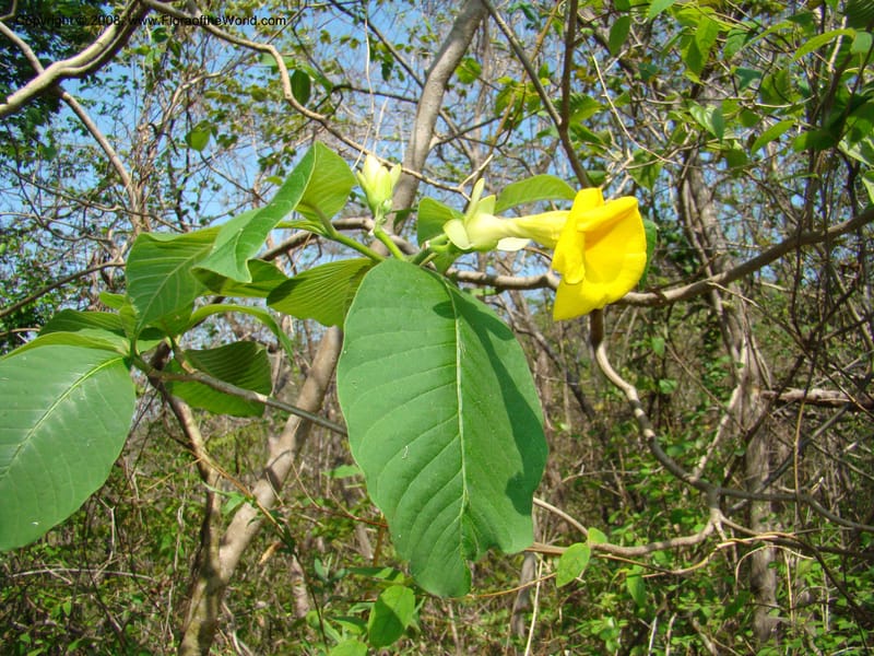 Stemmadenia obovata--Costa Rica. Guanac. Palo Verde Biol. Sta. 6-7 Apr 08. 033.jpg