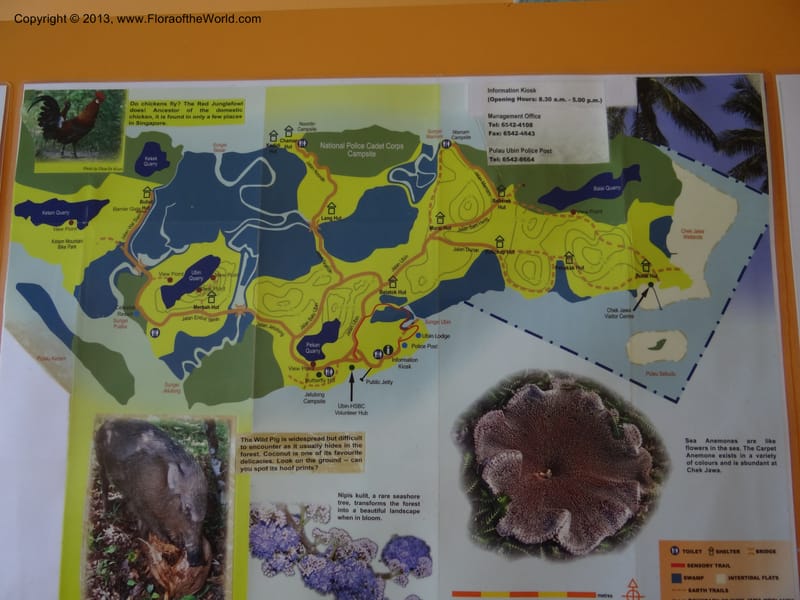 Singapore. Pulau Ubin. 23 Mar 2012. DSC05166.JPG
