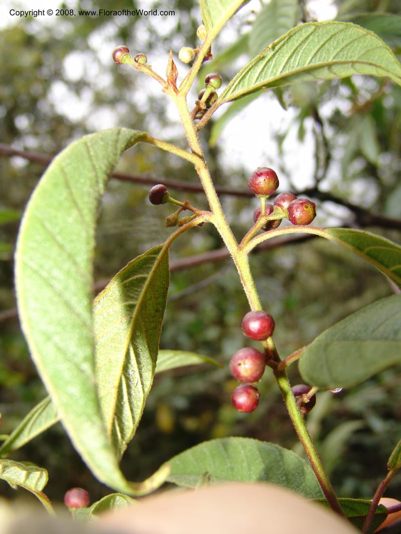 Rhamnus--Peru. Macchu Pichu. 23 Oct 07. 177.jpg