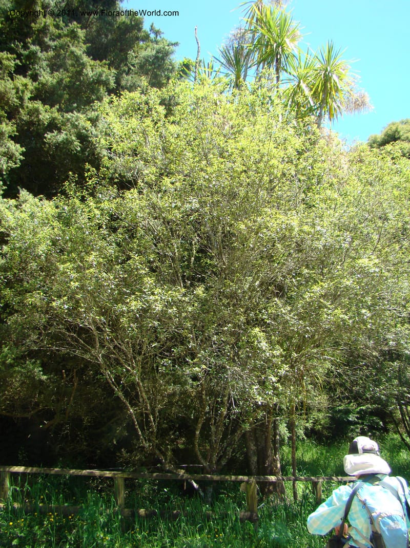 Pittosporum tenuifolium, C. Gemmill 648--New Zealand. Waikato Distr. Puke Moke Moke Res. 26 Nov 07. 169 (5).jpg