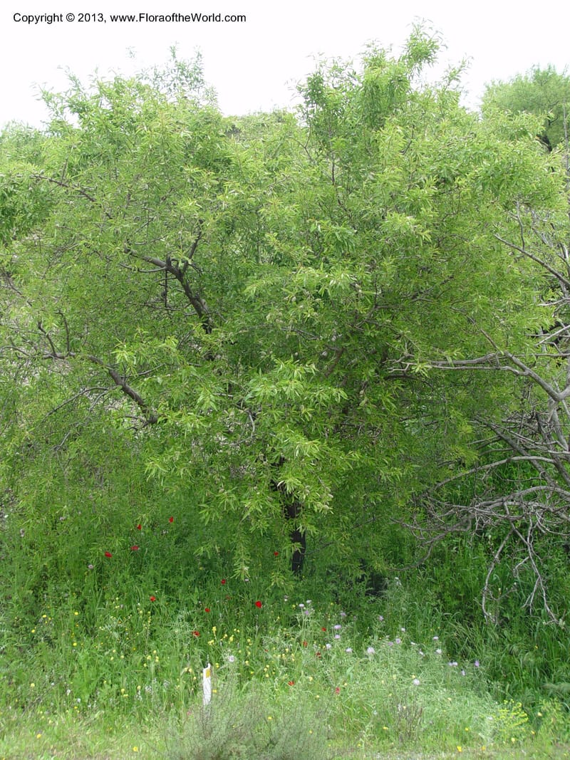 Prunus dulcis--Spain. Gran.Prv. 10 km S Jct. Albondon-Albunol, C333. 1 (27).jpg