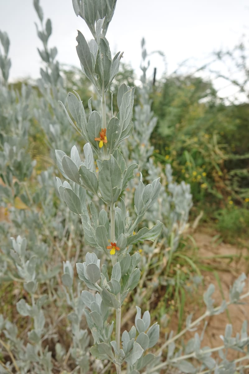 Petalidium englerianum, L. Nanyeni 1177--Namibia. Hwy C38 4 km SE pf Outjo. 17 Mar 2018. DSC01495 (44).JPG