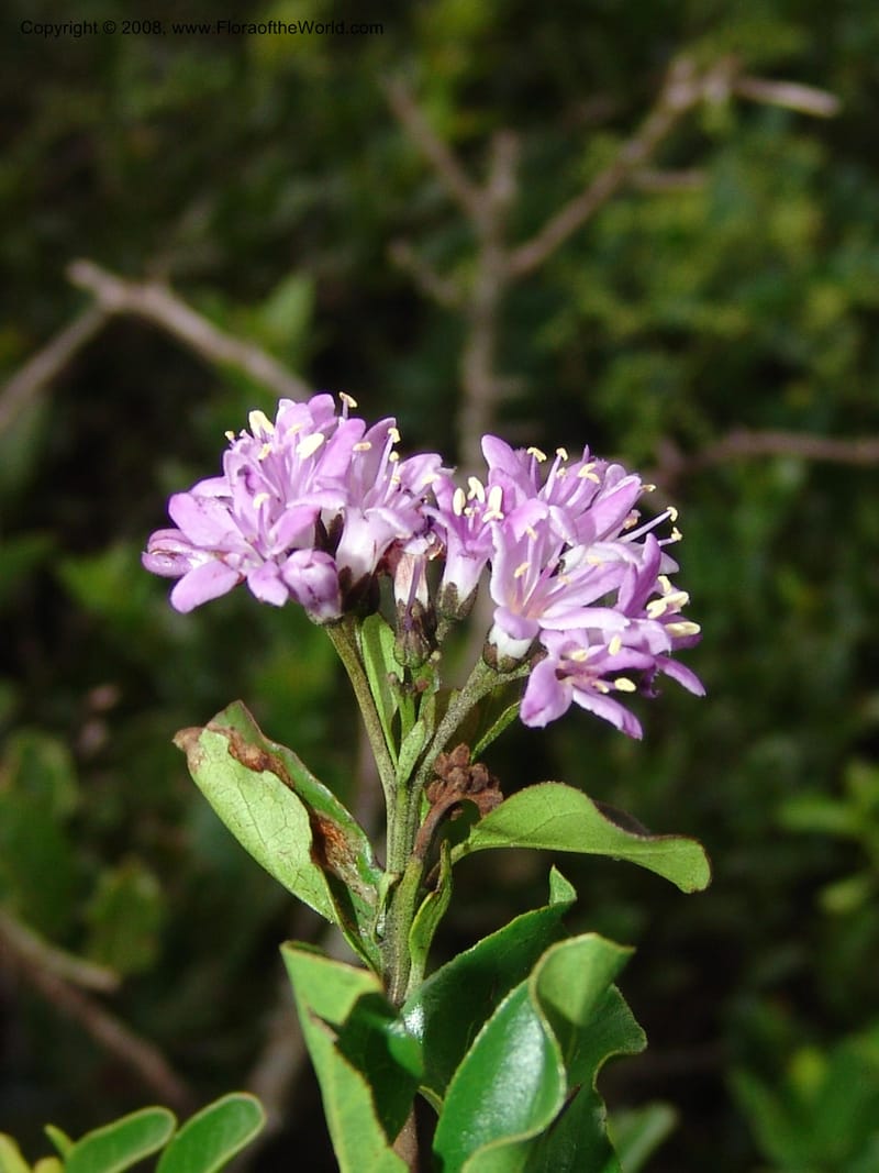 Ehretia rigida--So.Africa. E. Cape. Uitenhage Nat. Res. 6 Mch 05. 195.jpg