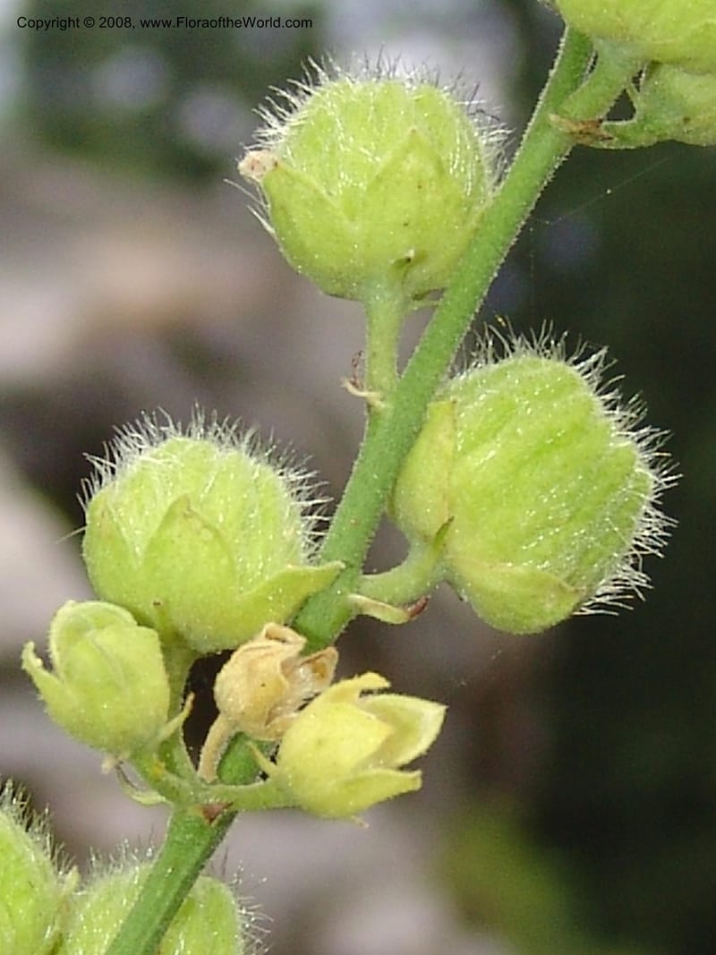 Sphaeralcea rivularis, CDavidson11116--ID. Adams Co. For. Serv. Rd. 453, to Goose Lk. 20 Jul 07. 175.jpg