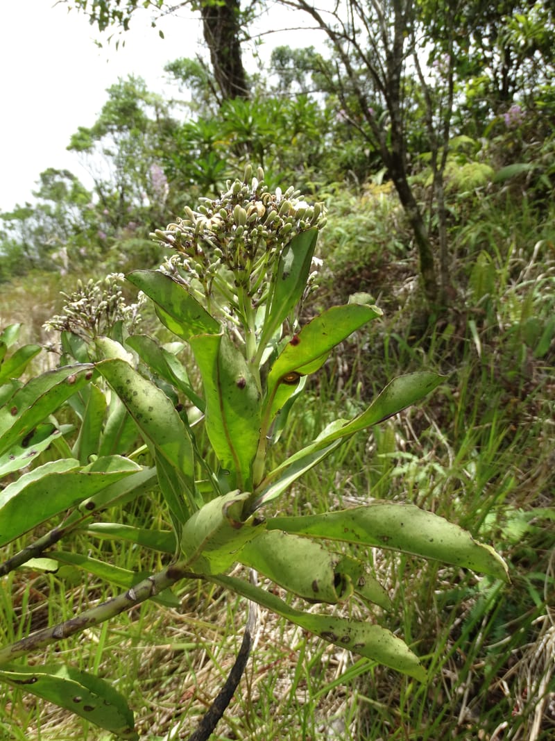 Scaevola floribunda, Lowry, P 7328--Fiji. Delaikoro Mtn. 3 Nov 2015. DSC08393 (175).JPG