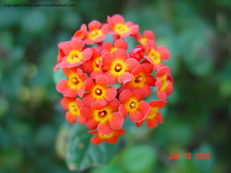 Rondeletia odorata--FL, Fairchild Tropical Garden. 15 Jan 03.  120.jpg