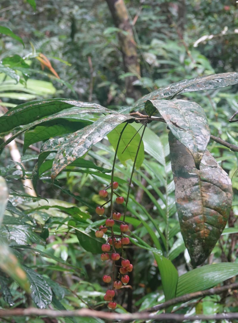 Thecacoris, C. Davidson 14074--Gabon. Raponda-Wallker. 28 Oct 2019. DSC02420 (12).JPG