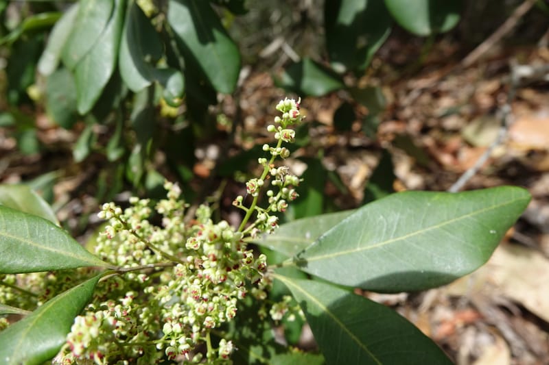 Guioa semiglauca, Davidson, C 13334--Australia. Qld. Austinville Rd. 17 Oct 2016. DSC02705 (28).JPG